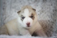 Dream Of Ice - Siberian Husky - Portée née le 21/12/2017